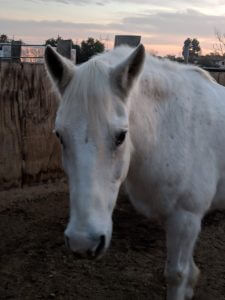 white horse in sandy paddock at saffyre sanctuary at sunset