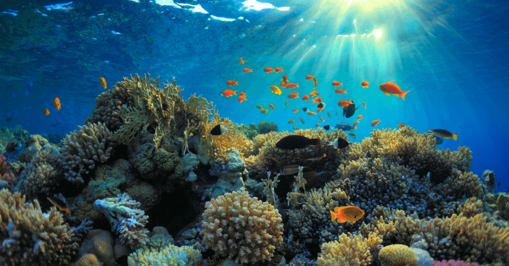 colorful coral reef with fish 