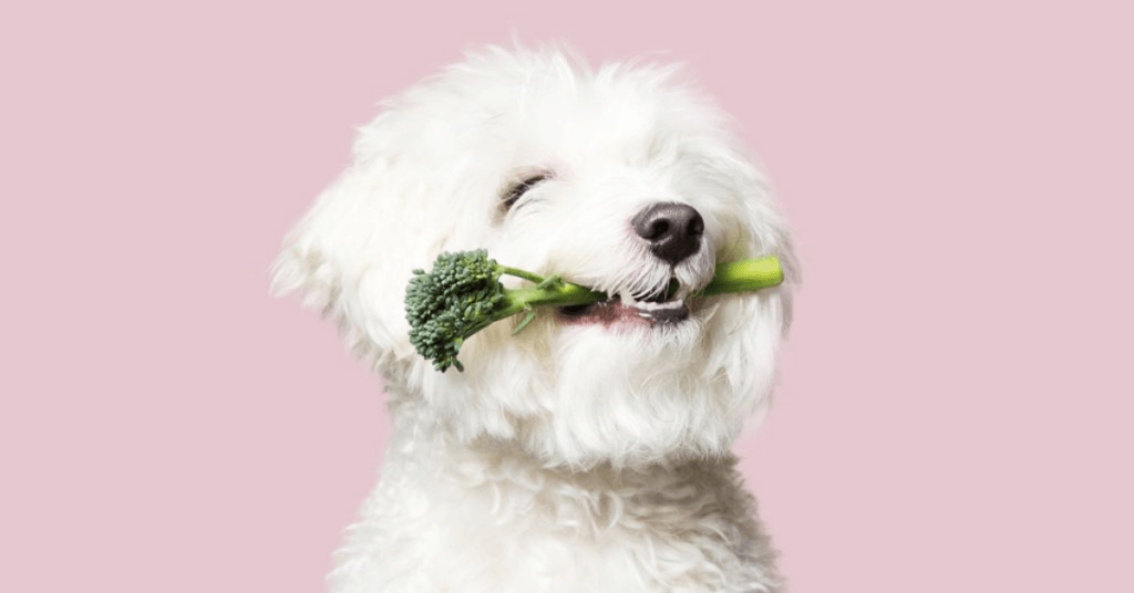 white dog with vegetable in its mouth