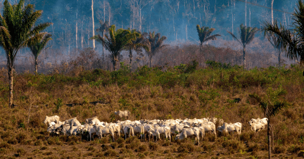 herd of cattle in deforestation