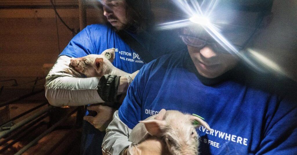 Activists Save Smithfield Factory Farm Piglets (1)