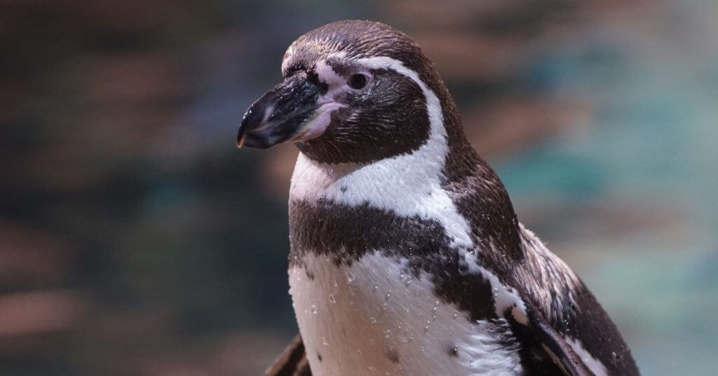 Penguins at UK Zoo Die of Avian Flu