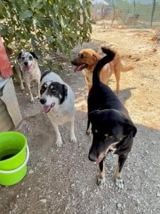 Friends of the Strays of Greece Dogs 2