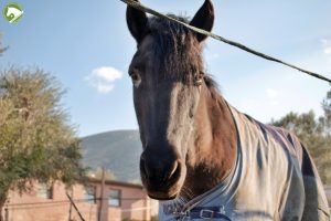 Hellenic Society for Equine Welfare Horse 2