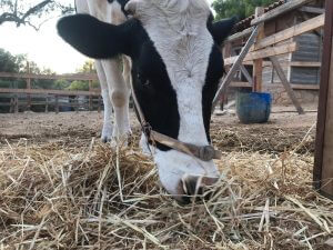 Vrouva Farm Aegina Cow