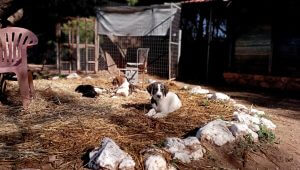 Vrouva Farm Aegina Dogs
